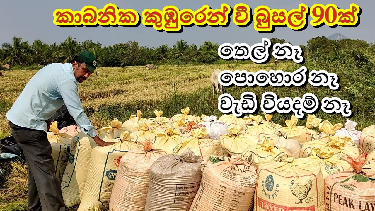 කාබනික කුඹුරෙහි අස්වන් නෙලීම | වී බුසල් 90ක්