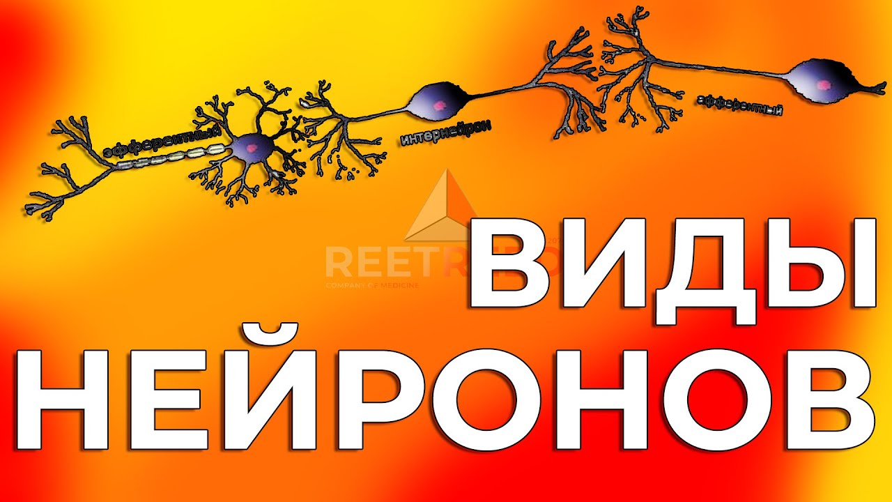 Виды Нейронов: От Афферентных до Эфферентных. Краткий Обзор.
