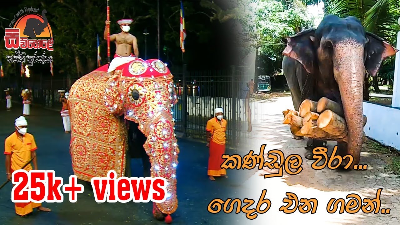 Travel With Elephant | Kandula Vira | කණ්ඩුල වීරා.. ගෙදර එන ගමන්.. | Vlog 8 | #kaduwelakandulavira