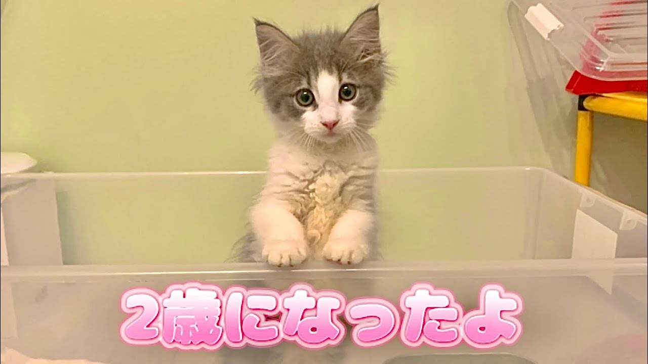 ちーちゃんが2歳になりました！