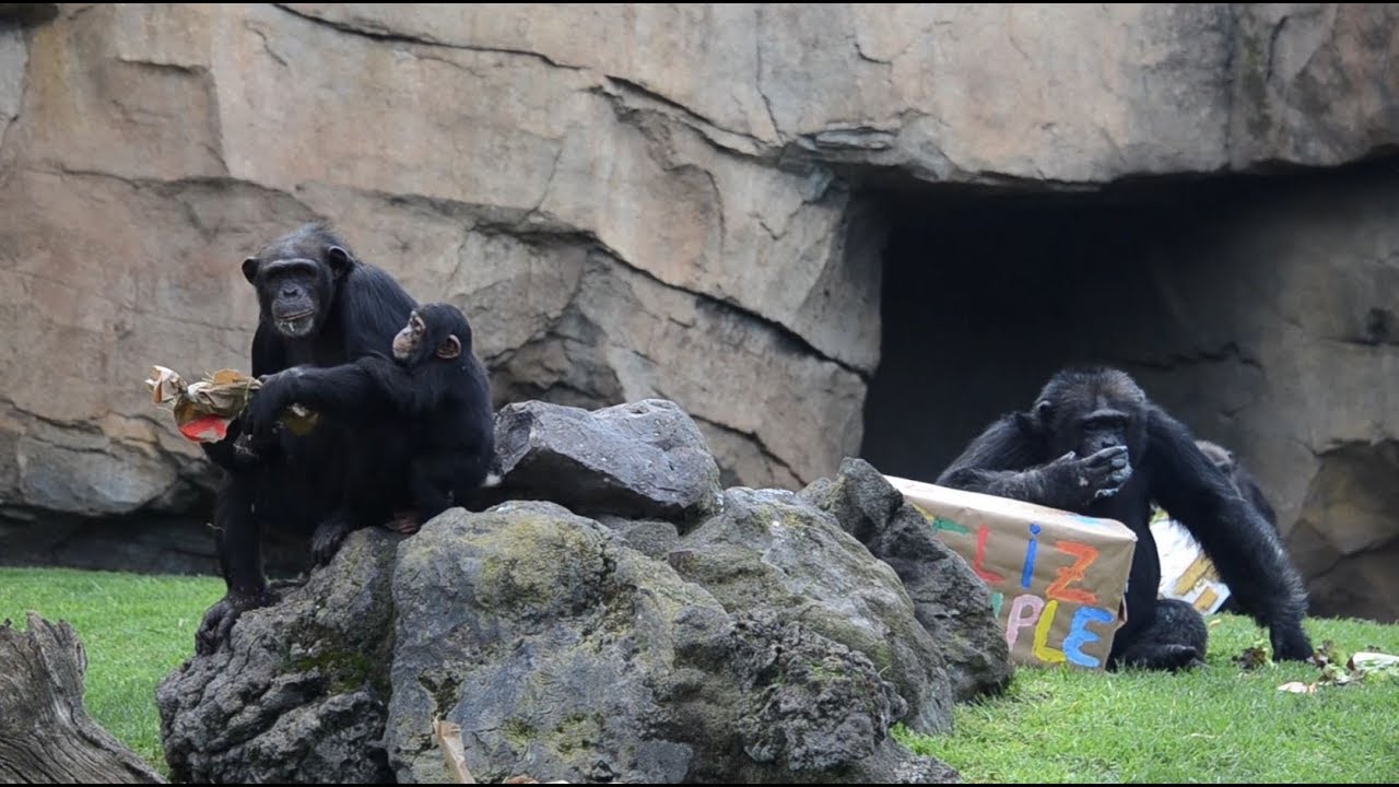 Coco, el chimpancé de BIOPARC Valencia,  celebra su primer cumpleaños