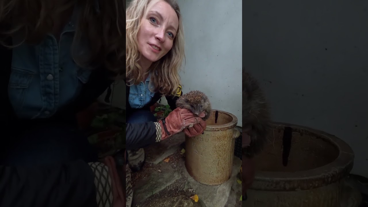Dom dla jeża  #animals #zwierzaki #hedgehog #animalhelp