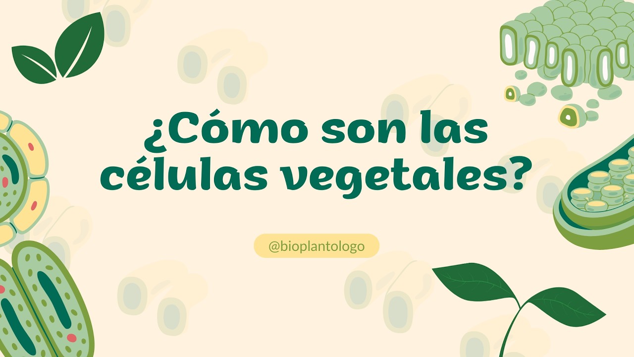 Así es la célula vegetal 🌱 estructura, funciones, orgánulos y diferencias con la célula animal