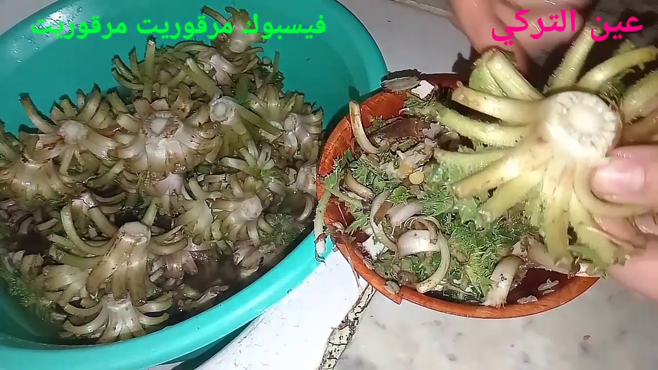 اكلة (القورنينة )من اشهى الاطباق الريفية ب عين التركي
