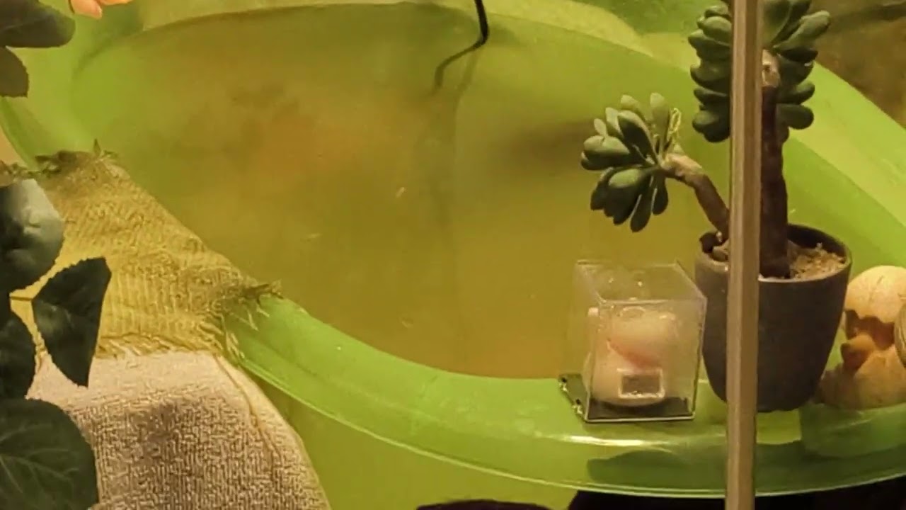 CÓMO REACCIONA UNA TORTUGA CUANDO VE A LA PERSONA QUE LA HA CUIDADO DESDE QUE NACIÓ Y FUE ABANDONADA