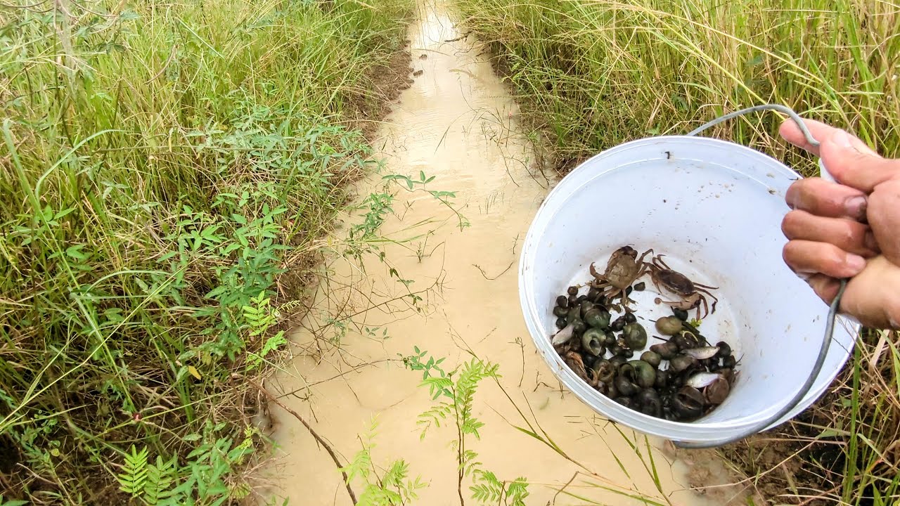 Taking Snails & Crab On Canal