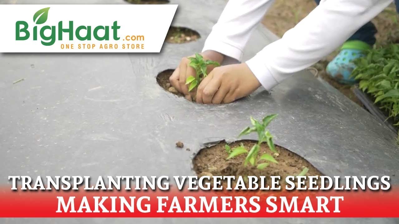 Transplanting Vegetable Saplings | BigHaat