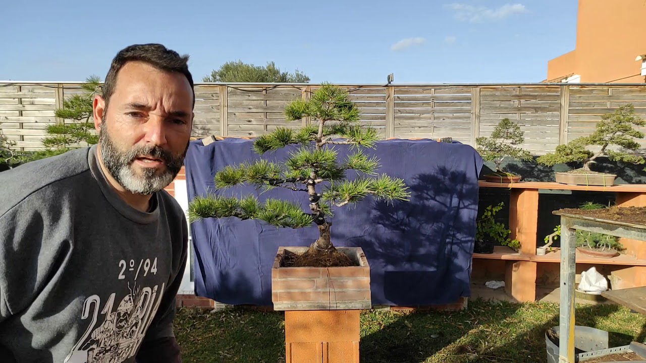 Trasplante del Pino Mugo.