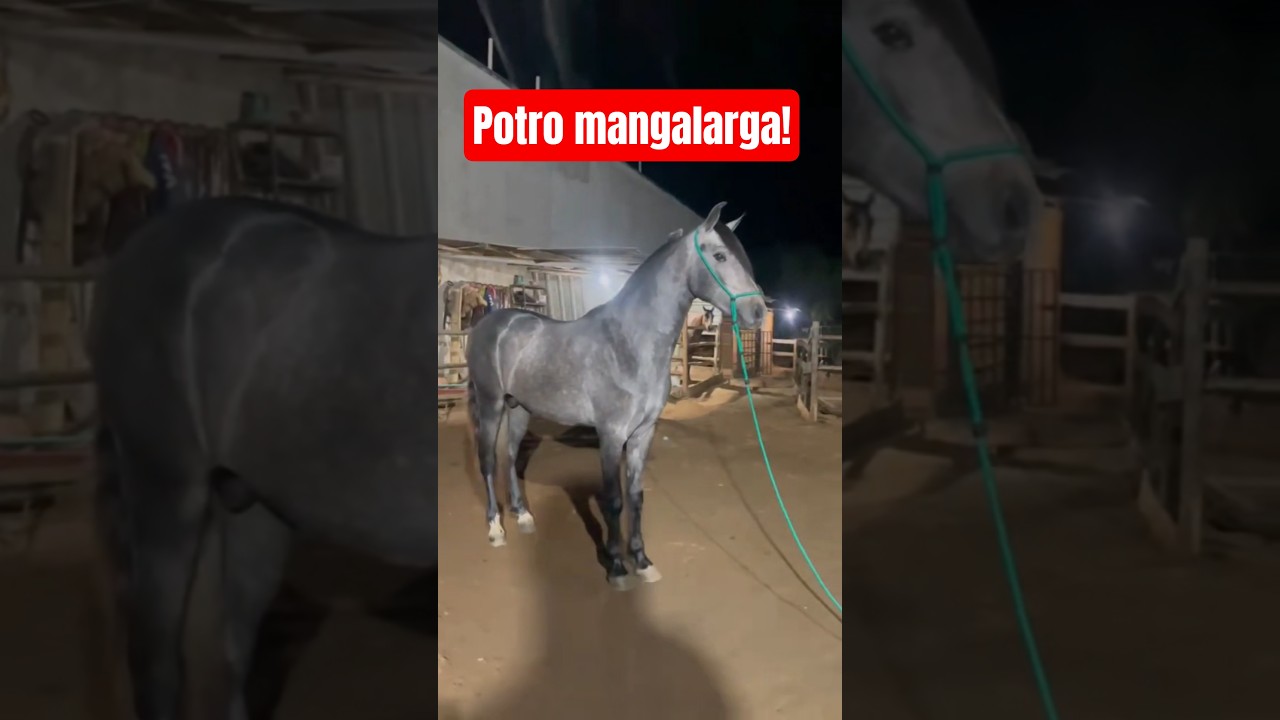 Potro mangalarga tordilho que beleza de animal parab&eacute;ns a o criador!👏👏🤠🐎&hearts;️