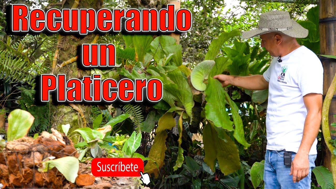 🍃 NO BOTES TUS PLATICEROS Todavía los podemos salvar. Paso a paso.  Einstein Serna. 🤠3173134686
