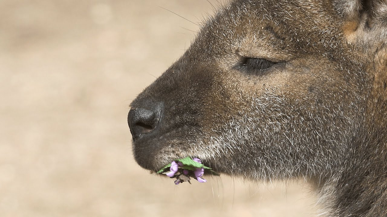 Schönbrunner Tierpfleger-Tagebuch #27: Kiva und die australischen Pflanzenfresser