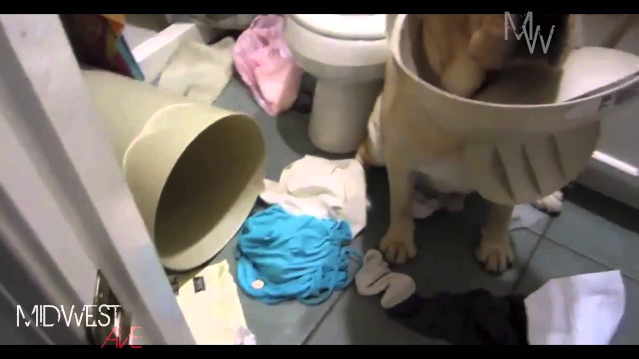 Top 10 Countdown - Random Funny Videos (May) 2013