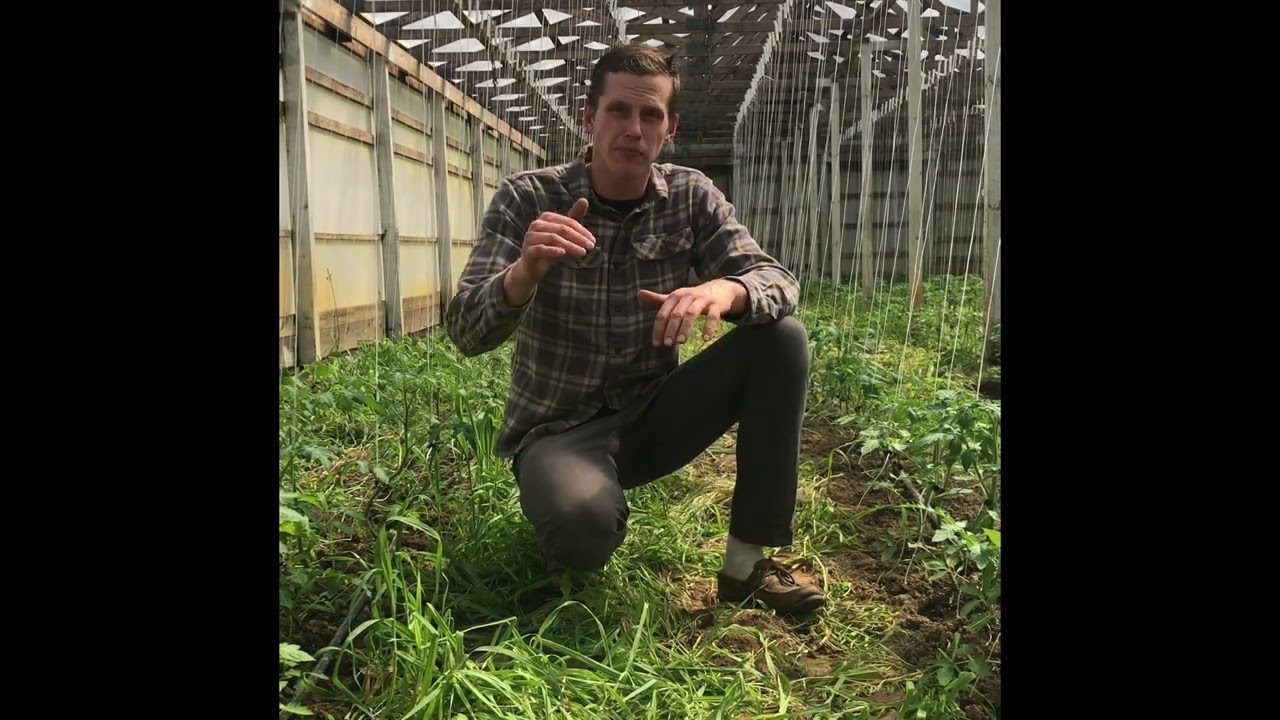 Productive Backyard Garden Plan