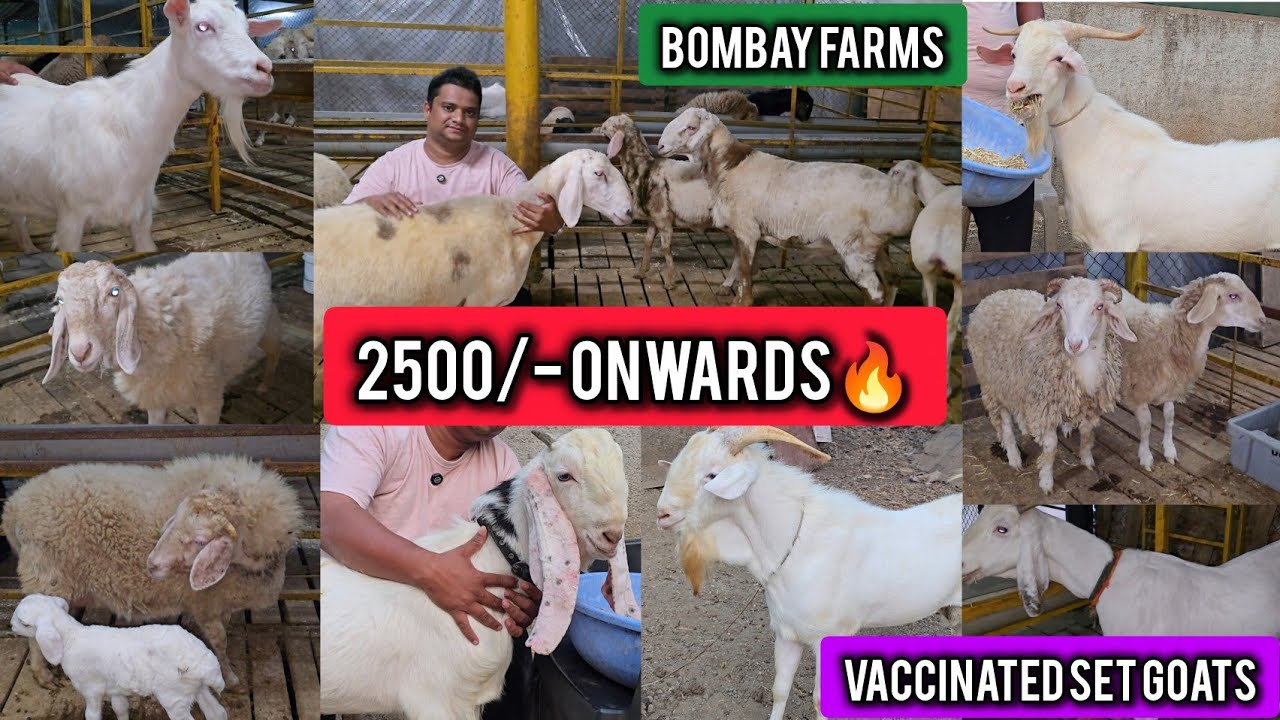 2500/- Onwards🔥 Ramadan Dhamaka Quality Set Vaccinated Lo Aur Shouk Karo || Bombay Farms Bhiwandi ||