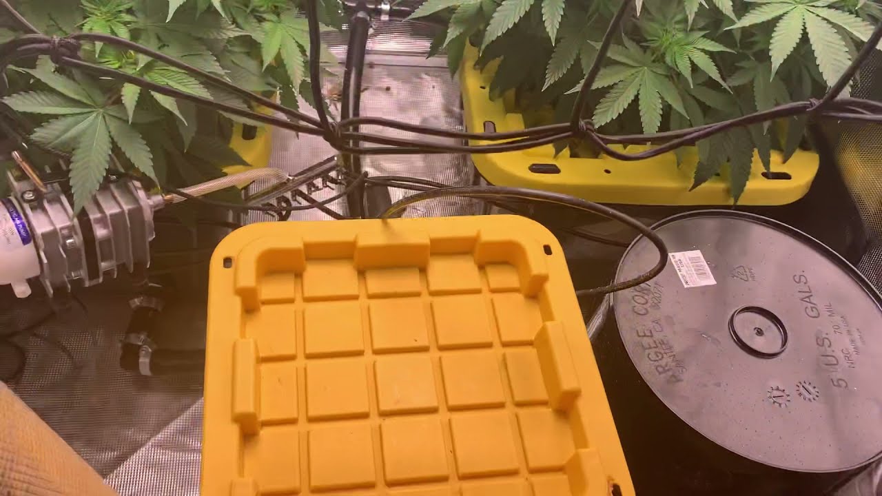 Harley Growers Double Blue Cheese Powered By Bloom Plus & Root Box Hydroponics Week 1 Flower