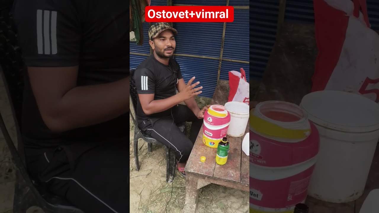 Ostovet or vimral bakri ko pila sakte hai|| ostovet+ vimral