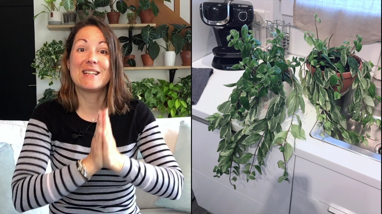Ma Collection - Hoyas et Aeschinanthus