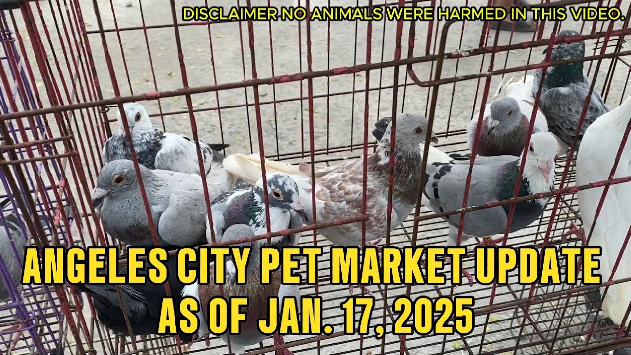 Angeles City Pet Market Update as of Jan. 17, 2025 #contentcreator #kalapatids  #kalapatidsph