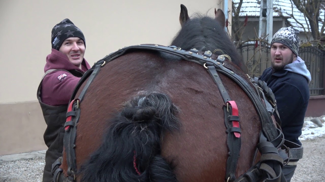Iapa lui Gabriel Mosutan de la Livada, Cluj Plimbare cu caruta - 2020 Nou!!!