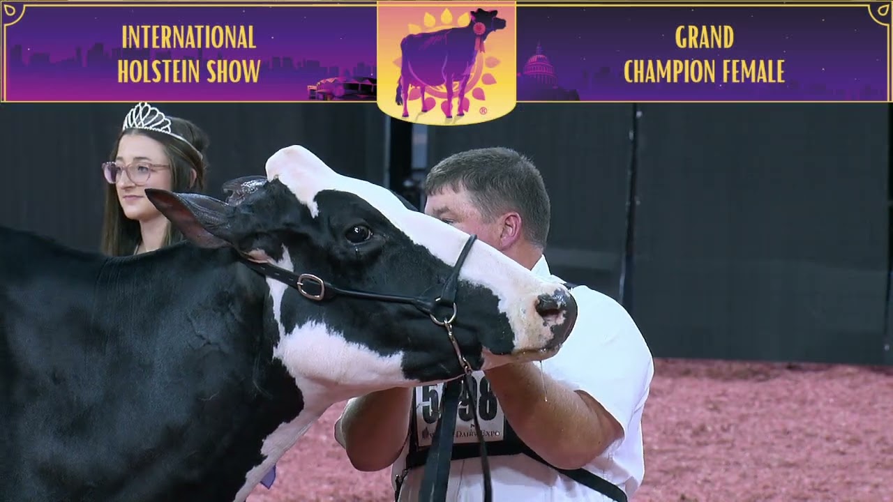 768 Holstein Grand Champion