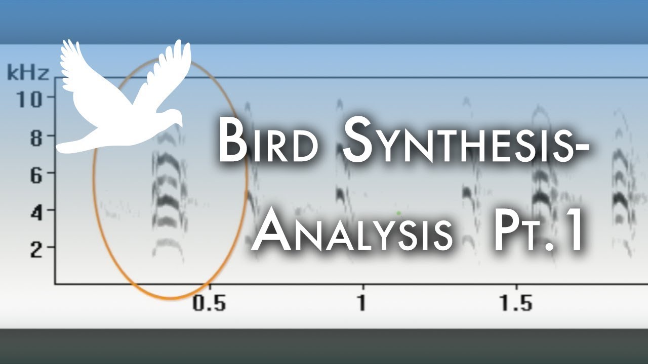 Bird Sound Synthesis - Analysis Pt.1