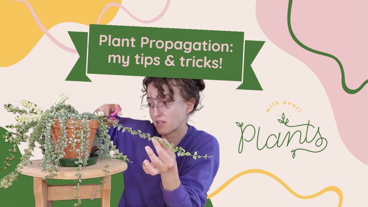 Plant propagation tips & tricks- take some philodendron & dischidia cuttings with me!