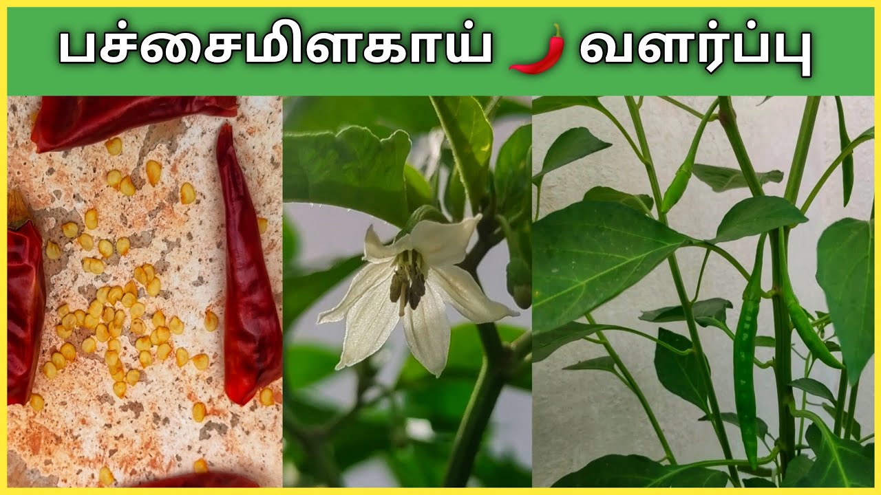 பச்சைமிளகாய் செடி வளர்ப்பது எப்படி? Pachaimilagai Chedi Valarpathu Eppadi? How to grow Green chilli?