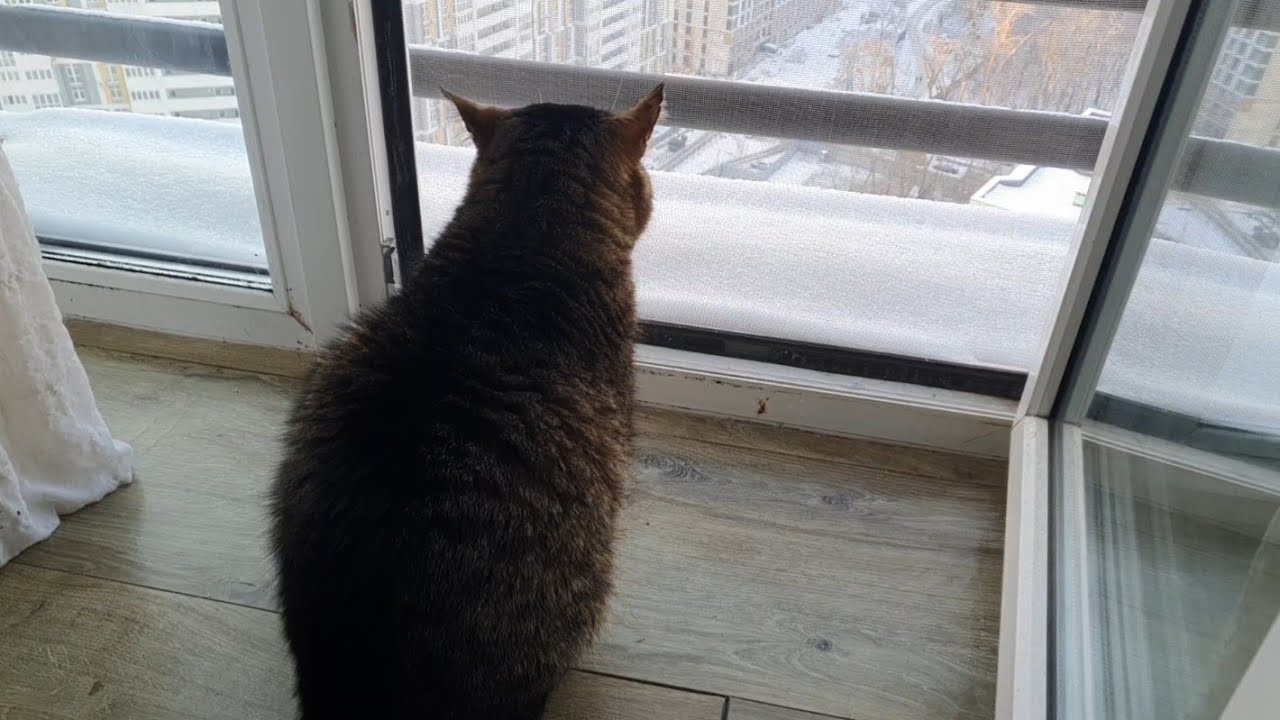 Відвезли корм дачним котикам🐈🐈‍⬛