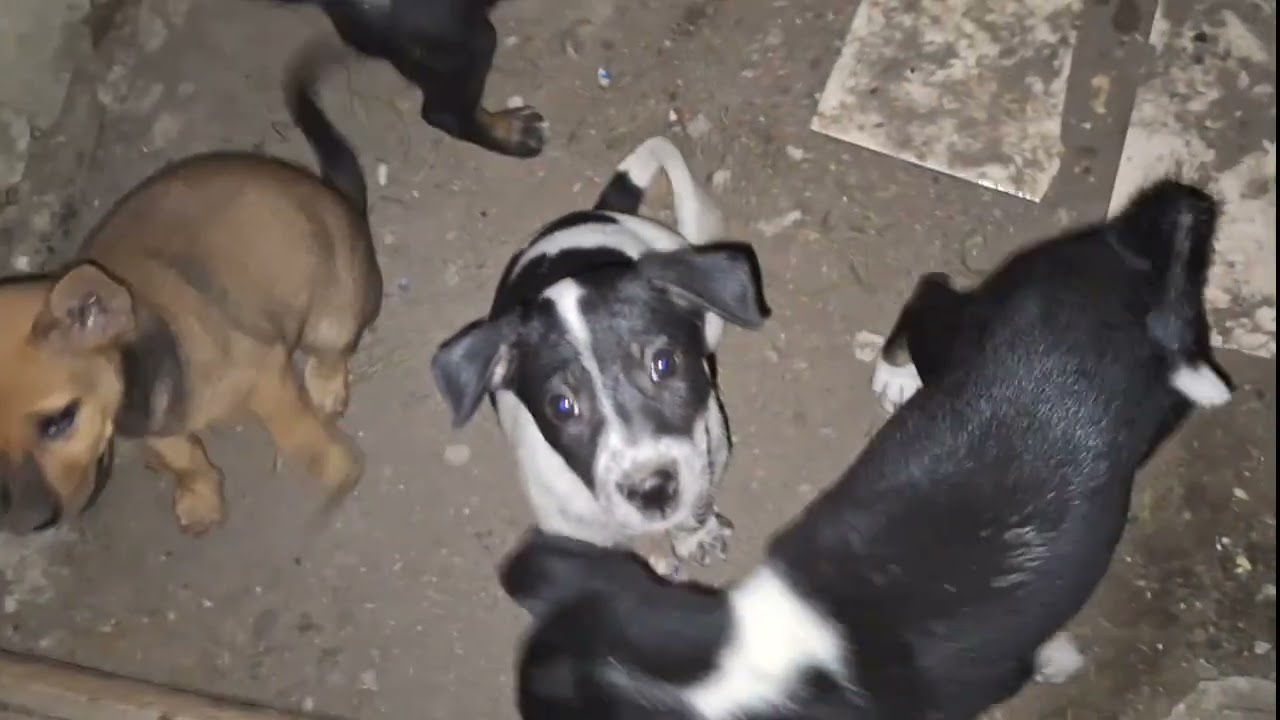 Melihat 5 ekor anak anjing lucu dimalam hari dalam kandang sederhana