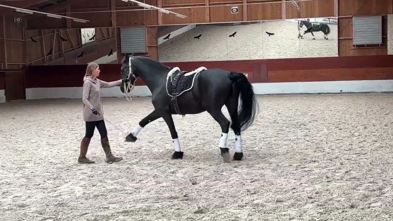 Dressurstall Gracia - Online Bodenarbeit Trailer