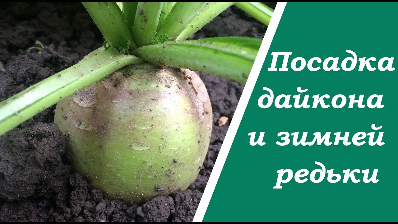 Когда сеять дайкон? Советы по посадке