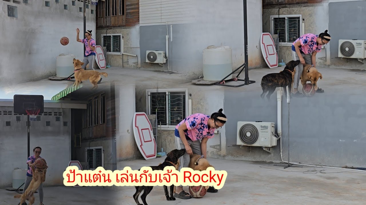 ป้าแต๋นบอกแบบนี้น้ำมนต์ จะมีเพื่อนแล้ว สุดขำเจ้าร็อกกี้#ป้าแต๋นชาเเนล 