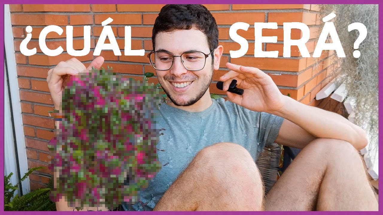 Mi PLANTA COLGANTE favorita (¡CRECE SOLA!)