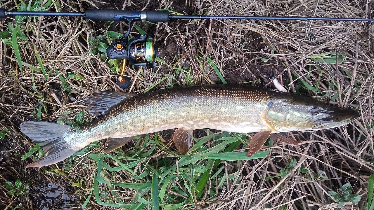 Pike fishing with Zoom soft plastic lure