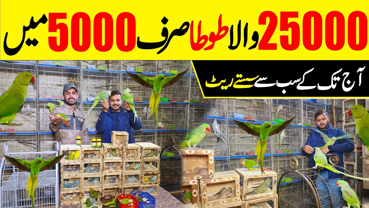 25 hzar wala tota 5 hzar ka | Bohat Km Rate #lahorientertainmentchannel #birds #parrot #pets #cute