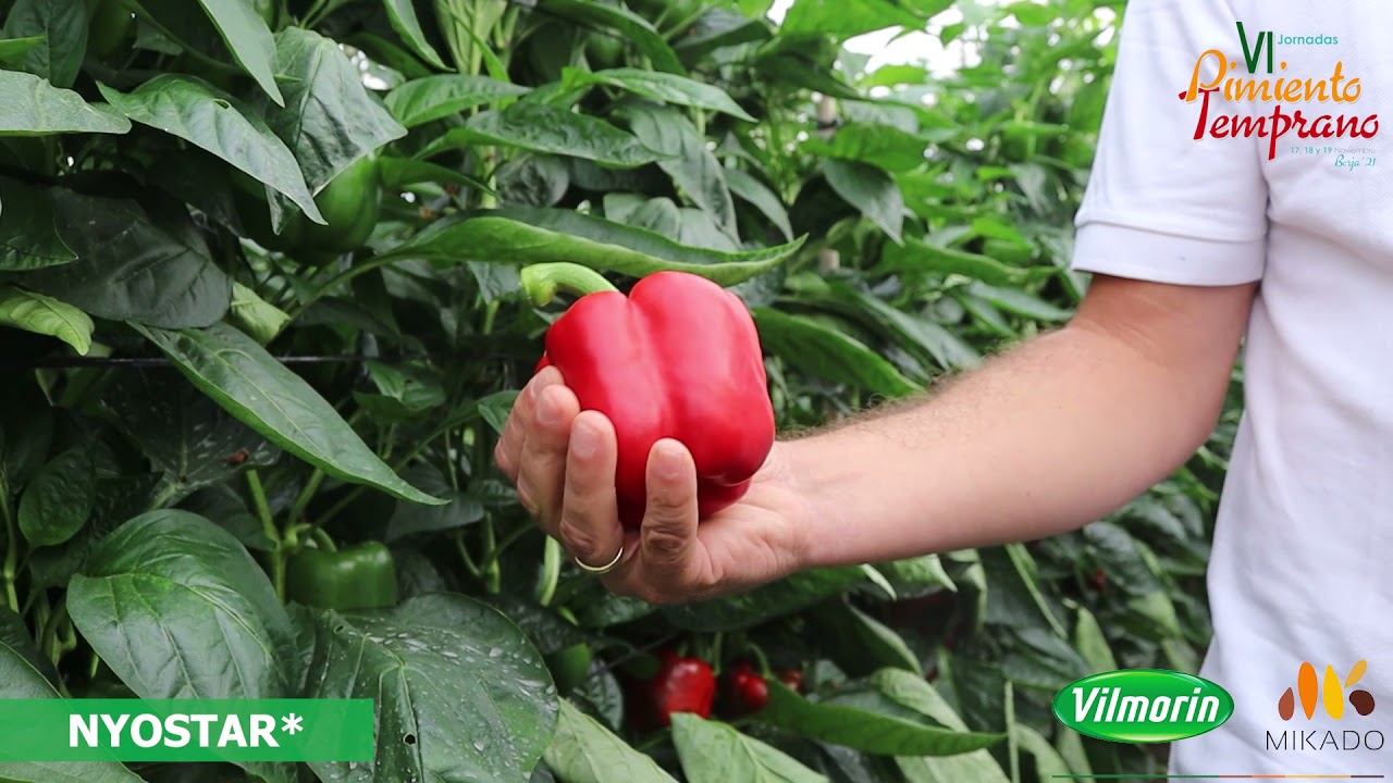 VI Jornadas Pimiento Temprano Berja - Pimiento California rojo Nyostar de Vilmorin-Mikado
