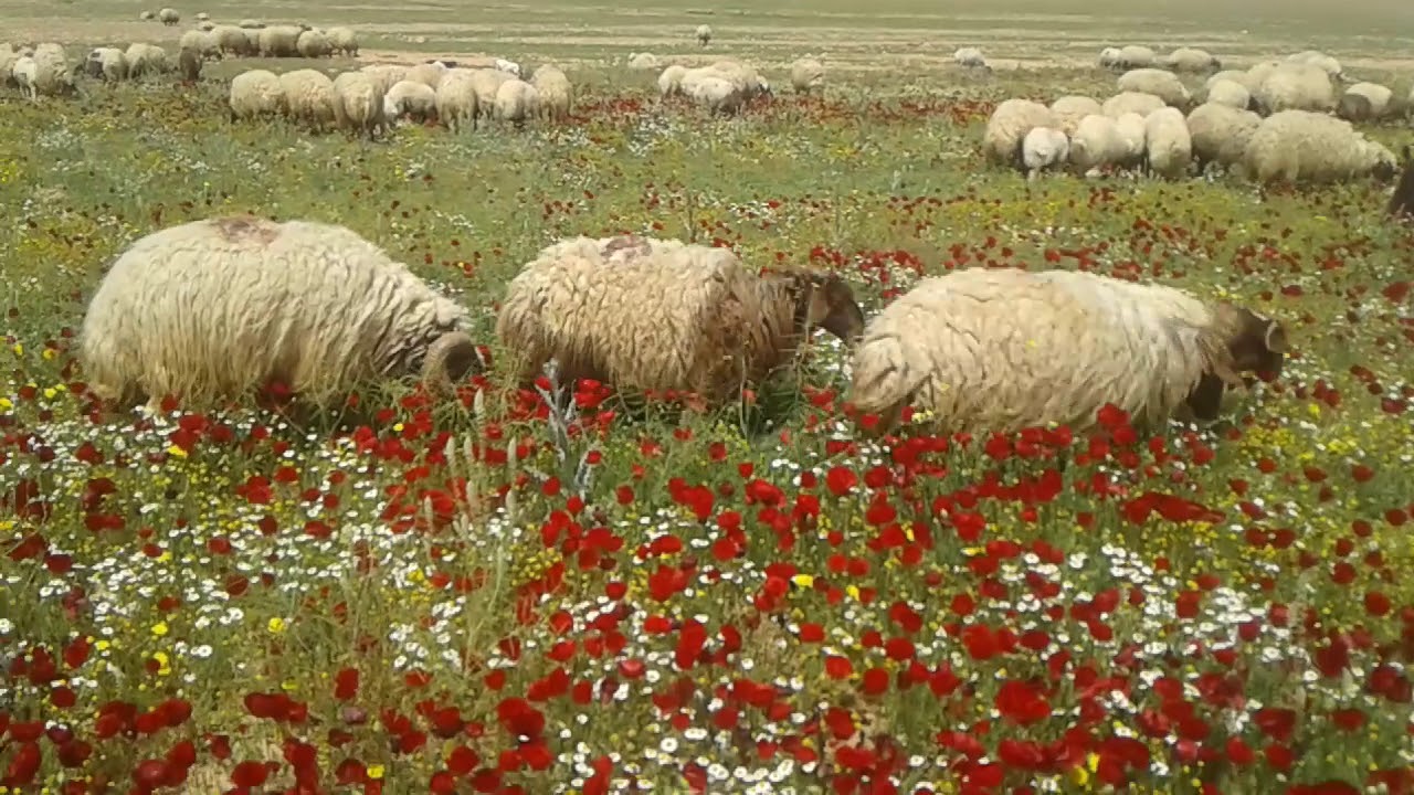 عراق ياأجمل بلد أحد مناطق الصحراء الغربيه