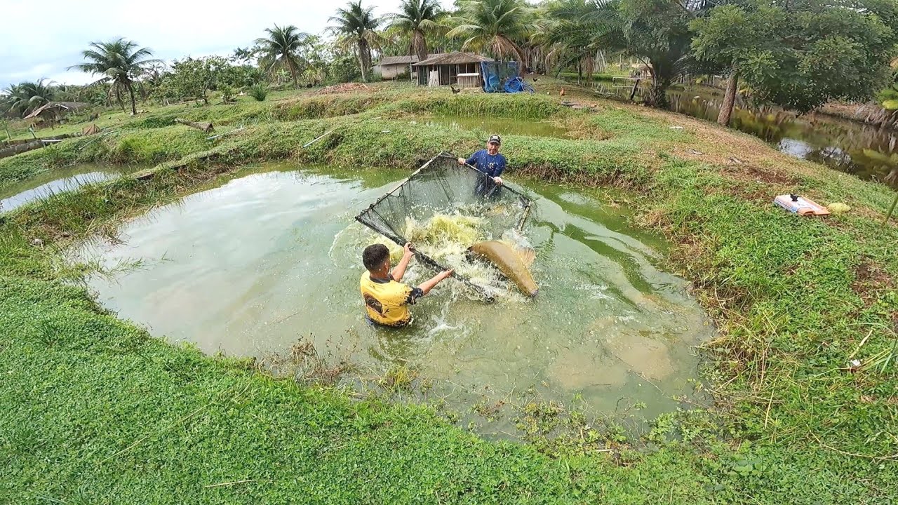 PASSANDO O PENEIRÃO NO TANQUE DE PEIXE GIGANTES !