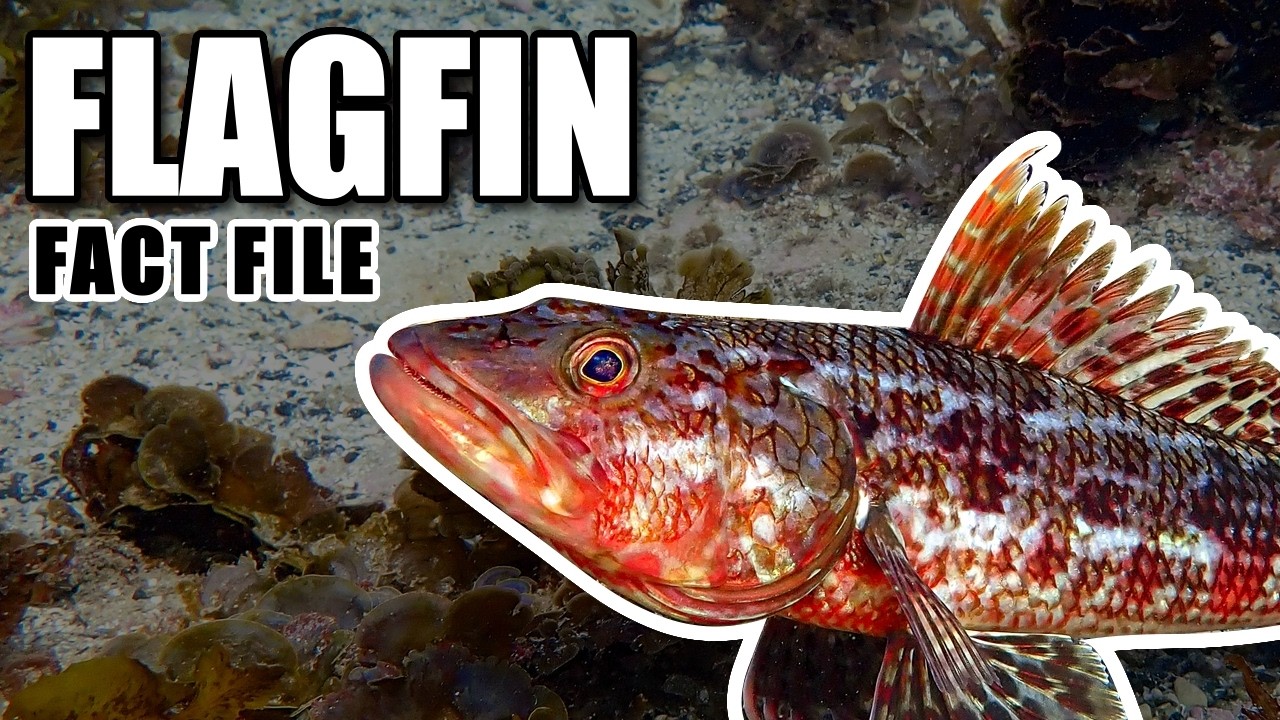 Flagfin&nbsp;Facts: the SERGEANT BAKER (and more!) 🐟 Animal Fact Files
