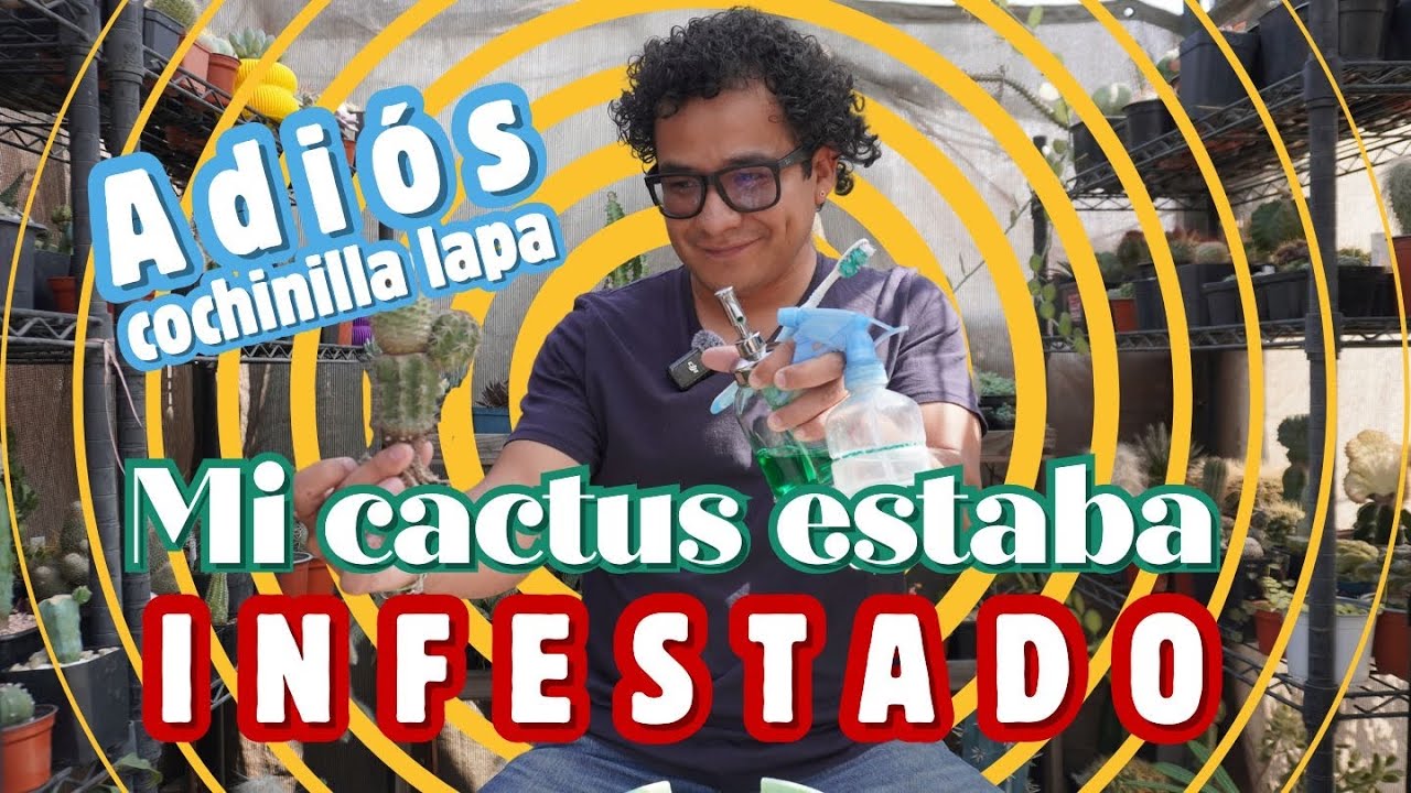 Salva tu cactus de la cochinilla lapa | Método efectivo paso a paso