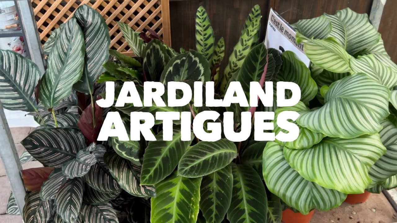 JARDILAND ARTIGUES SEPTEMBRE 2024