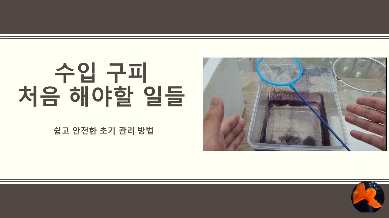 수입 구피, 처음 해야하는 일들 (쉽고 안전한 초기 관리법)