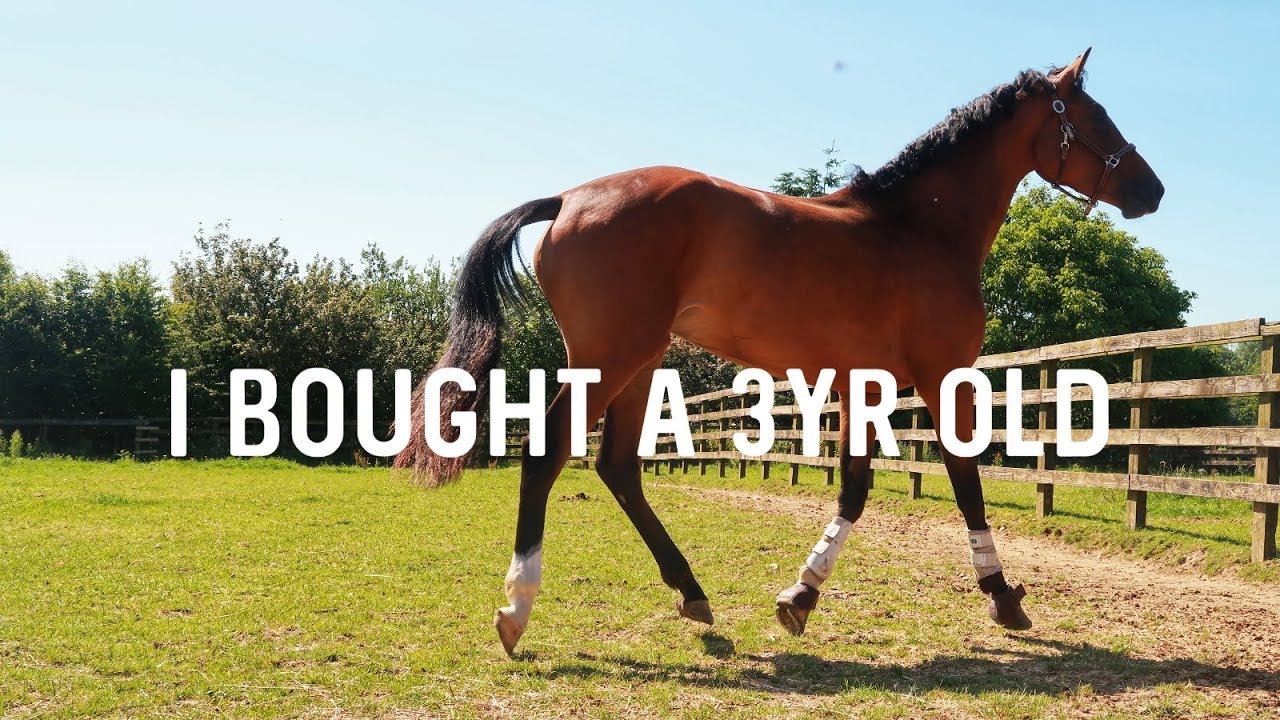 I BOUGHT A 3YR OLD | HACKETT EQUINE VLOG