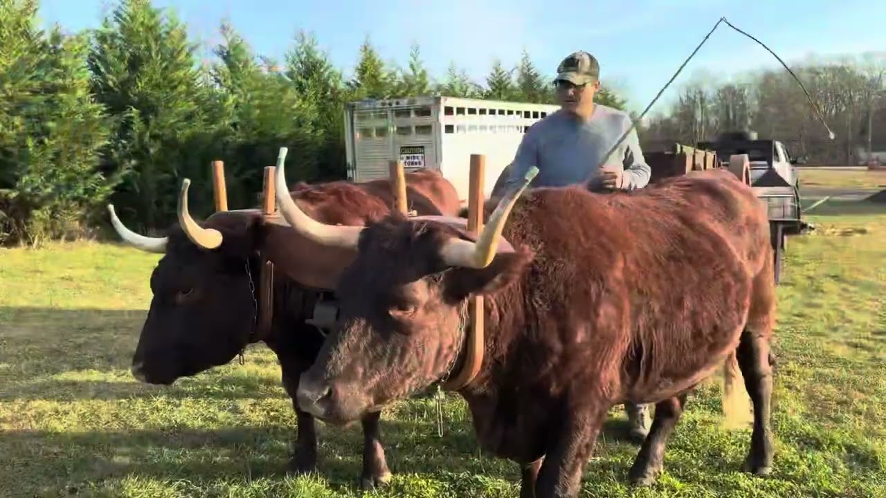 Using my newly acquired reproduction ox cart #ox #oxen #farm #oxcart #workingsteer