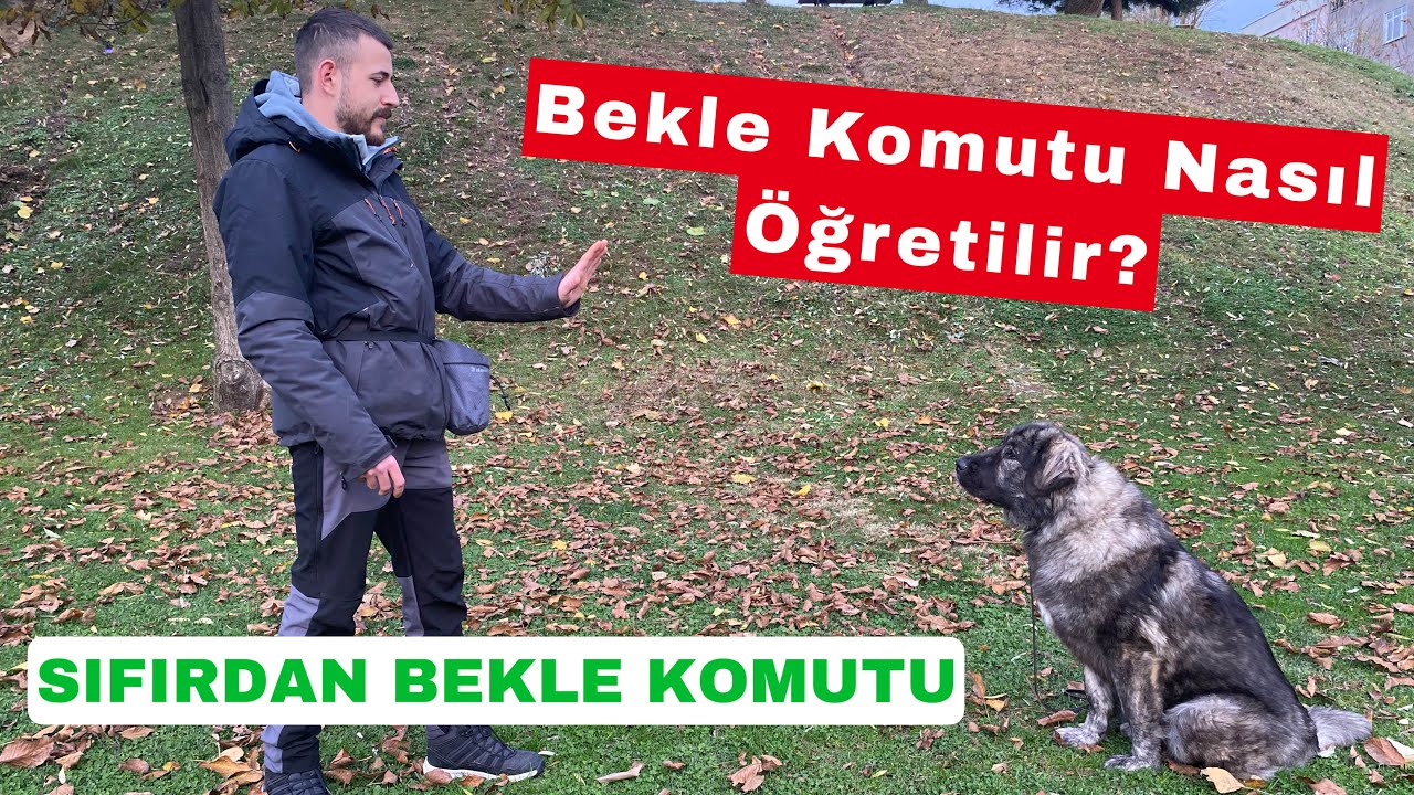 Sıfırdan Bekle Öğretiyoruz! Köpeklere Bekle Komutu Nasıl Öğretilir?