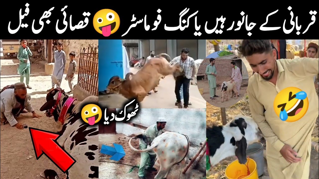 Funny Qurbani Animals 2023 🤣 Qasai ki Muramat Ho gai || Israr Info Tv