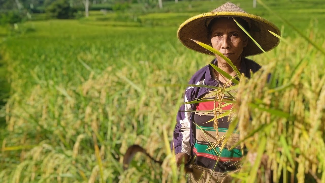 PANEN PADI KETAN PUTIH HASILNYA MAKSIMAL