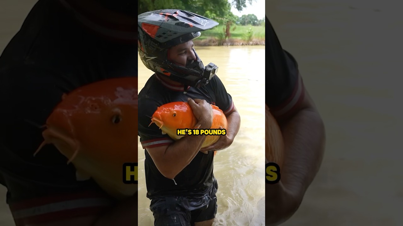 Catching GIANT GOLDFISH!!
