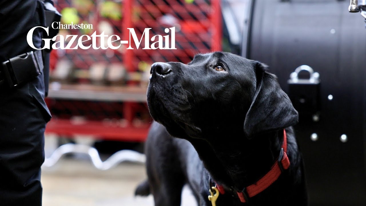 Meet Pancake, Charleston’s first Accelerant Detection Canine