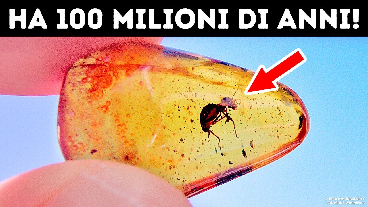 Intrappolati Nel Tempo: I Più Strani Fossili Mai Scoperti Nell’Ambra